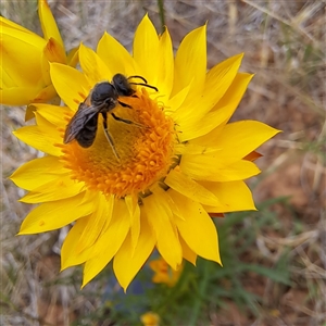 Lasioglossum (Chilalictus) sp. (genus & subgenus) at Watson, ACT - 11 Nov 2024 12:19 PM