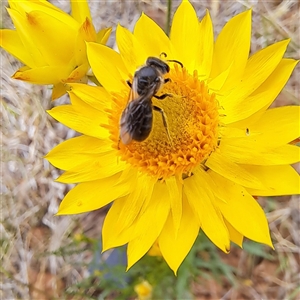 Lasioglossum (Chilalictus) sp. (genus & subgenus) at Watson, ACT - 11 Nov 2024 12:19 PM