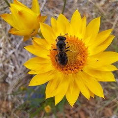 Lasioglossum (Chilalictus) sp. (genus & subgenus) at Watson, ACT - 11 Nov 2024 12:19 PM