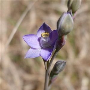 Thelymitra peniculata at Gundary, NSW - suppressed