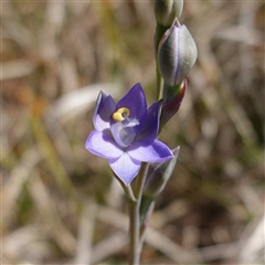 Thelymitra peniculata at Gundary, NSW - suppressed