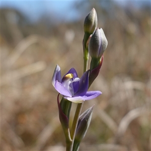 Thelymitra peniculata at Gundary, NSW - suppressed