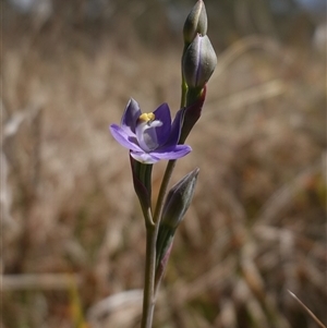 Thelymitra peniculata at Gundary, NSW - suppressed