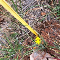 Bulbine bulbosa (Golden Lily, Bulbine Lily) at Watson, ACT - 11 Nov 2024 by abread111