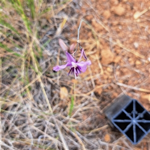 Arthropodium fimbriatum at Watson, ACT - 11 Nov 2024 12:13 PM