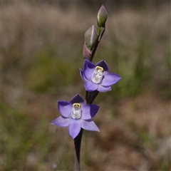 Thelymitra peniculata (Blue Star Sun-orchid) at Gundary, NSW - 22 Oct 2024 by RobG1