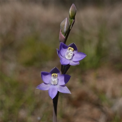 Thelymitra peniculata (Blue Star Sun-orchid) at Gundary, NSW - 22 Oct 2024 by RobG1