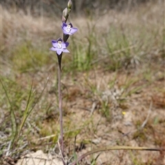 Thelymitra peniculata at Gundary, NSW - 22 Oct 2024