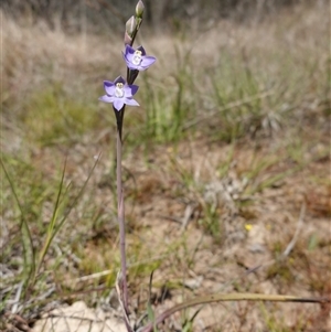 Thelymitra peniculata at Gundary, NSW - 22 Oct 2024