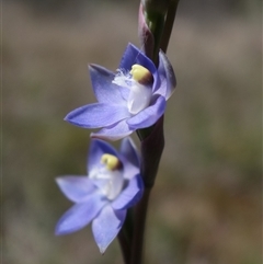 Thelymitra peniculata at Gundary, NSW - 22 Oct 2024