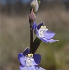 Thelymitra peniculata at Gundary, NSW - 22 Oct 2024