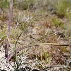 Thelymitra peniculata at Gundary, NSW - 22 Oct 2024