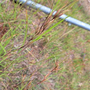 Themeda triandra at Watson, ACT - 11 Nov 2024