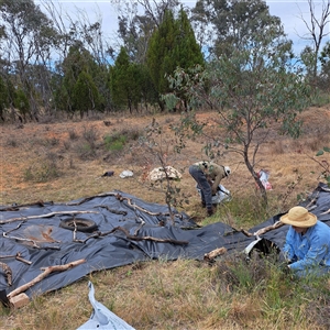 Anthoxanthum odoratum at Watson, ACT - 11 Nov 2024