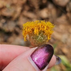 Podolepis jaceoides at Palerang, NSW - 11 Nov 2024