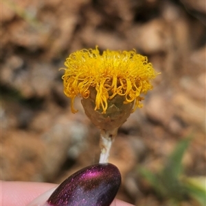 Podolepis jaceoides at Palerang, NSW - 11 Nov 2024