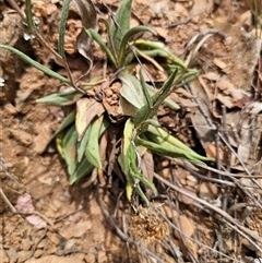 Podolepis jaceoides at Palerang, NSW - 11 Nov 2024 01:41 PM