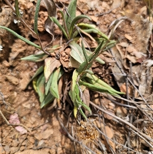 Podolepis jaceoides at Palerang, NSW - 11 Nov 2024 01:41 PM