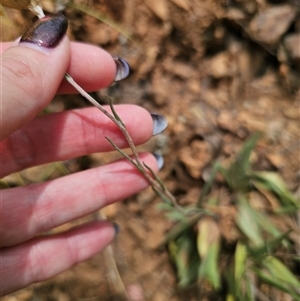 Podolepis jaceoides at Palerang, NSW - 11 Nov 2024