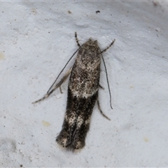Elachista velox (A Gelechioid moth (Elachistidae\) at Melba, ACT - 8 Nov 2024 by kasiaaus