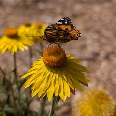 Vanessa kershawi (Australian Painted Lady) at Acton, ACT - 10 Nov 2024 by sbittinger