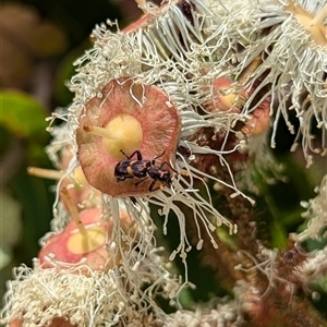 Eleale pulchra at Mount Kembla, NSW - 10 Nov 2024