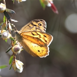 Heteronympha merope at Mongarlowe, NSW - 8 Nov 2024