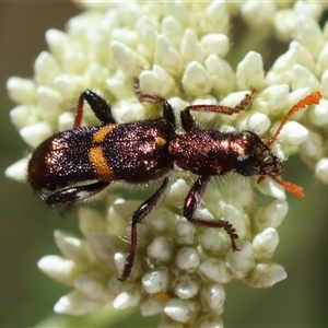 Eleale pulchra at Mongarlowe, NSW - suppressed