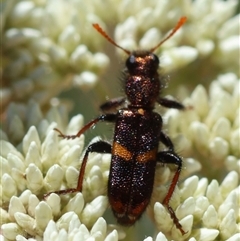 Eleale pulchra at Mongarlowe, NSW - suppressed