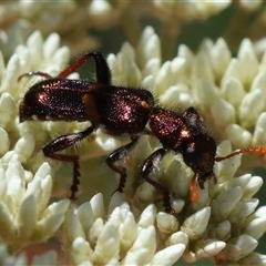 Eleale pulchra at Mongarlowe, NSW - suppressed