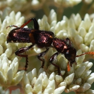 Eleale pulchra at Mongarlowe, NSW - suppressed