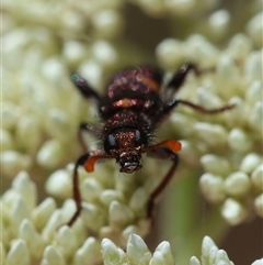 Eleale pulchra at Mongarlowe, NSW - suppressed