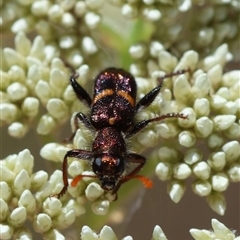 Eleale pulchra at Mongarlowe, NSW - suppressed