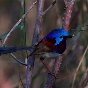 Malurus lamberti (Variegated Fairywren) at Malua Bay, NSW by jb2602