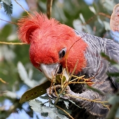 Callocephalon fimbriatum (Gang-gang Cockatoo) at Deakin, ACT - 3 Nov 2024 by LisaH