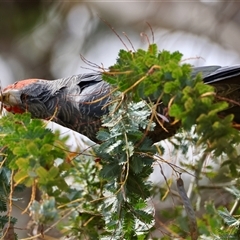 Callocephalon fimbriatum at Deakin, ACT - suppressed