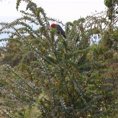 Callocephalon fimbriatum at Deakin, ACT - 3 Nov 2024