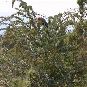 Callocephalon fimbriatum at Deakin, ACT - suppressed