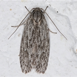 Agriophara fascifera at Melba, ACT - 8 Nov 2024