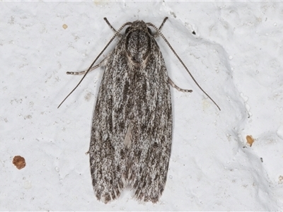 Agriophara fascifera (A Concealer moth (Stenomatinae)) at Melba, ACT - 8 Nov 2024 by kasiaaus