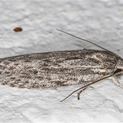 Agriophara fascifera at Melba, ACT - 8 Nov 2024