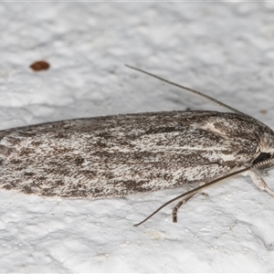 Agriophara fascifera at Melba, ACT - 8 Nov 2024 10:48 PM