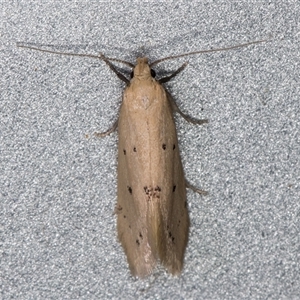 Oecophoridae provisional species 11 at Melba, ACT - 8 Nov 2024 10:52 PM