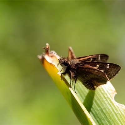 Dispar compacta at Penrose, NSW - 10 Nov 2024 by Aussiegall