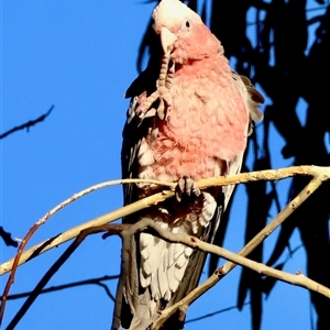 Eolophus roseicapilla at Hughes, ACT - 8 Nov 2024 06:59 PM