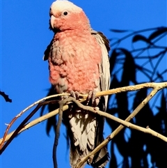 Eolophus roseicapilla at Hughes, ACT - 8 Nov 2024 06:59 PM