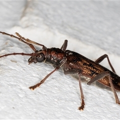 Phoracantha synonyma at Melba, ACT - 8 Nov 2024 10:55 PM