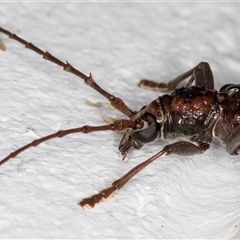 Phoracantha synonyma at Melba, ACT - 8 Nov 2024