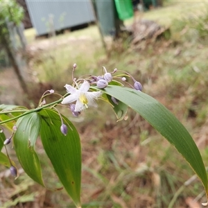 Eustrephus latifolius at Penrose, NSW - 11 Nov 2024