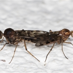 Sylvicola dubius at Melba, ACT - 9 Nov 2024 10:16 PM